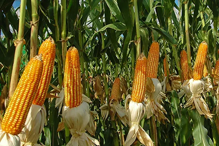 Fertilización del Maíz Amarillo Duro