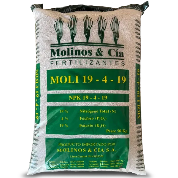 Moli – 19