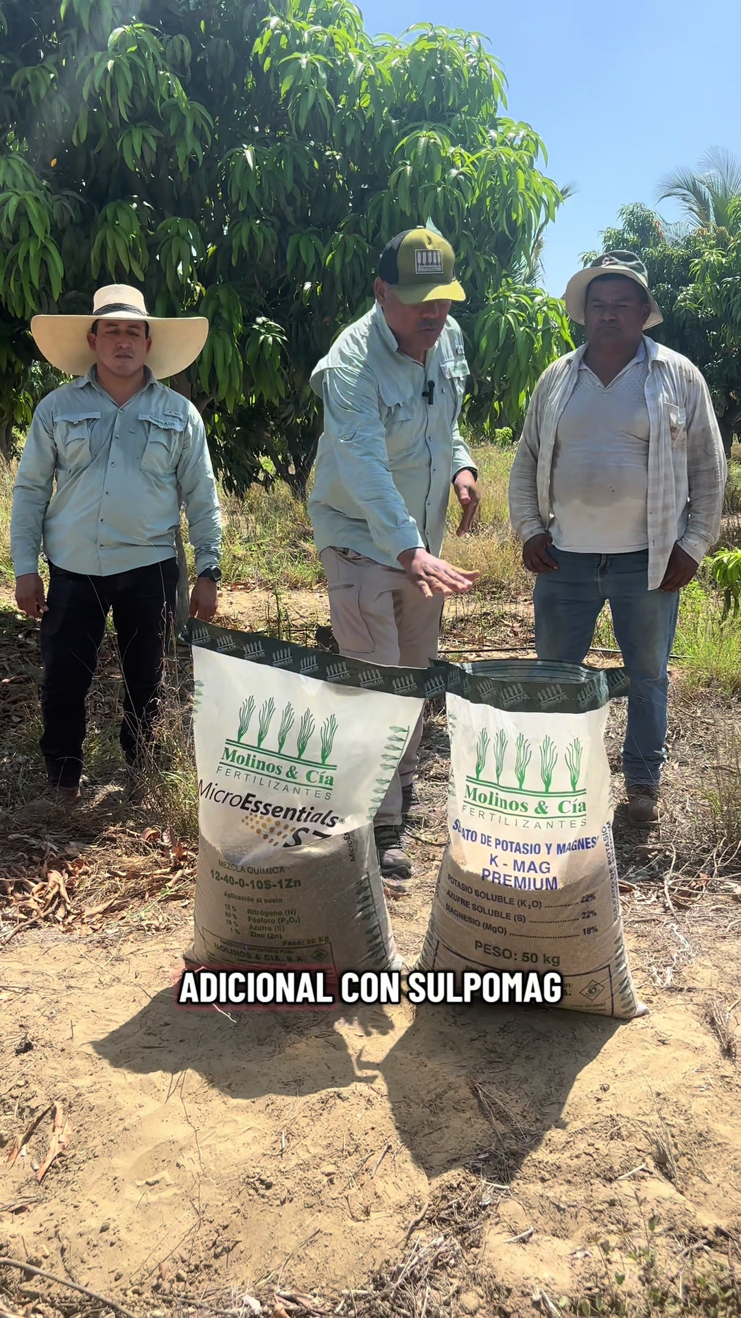 Experiencias en el cultivo de mango