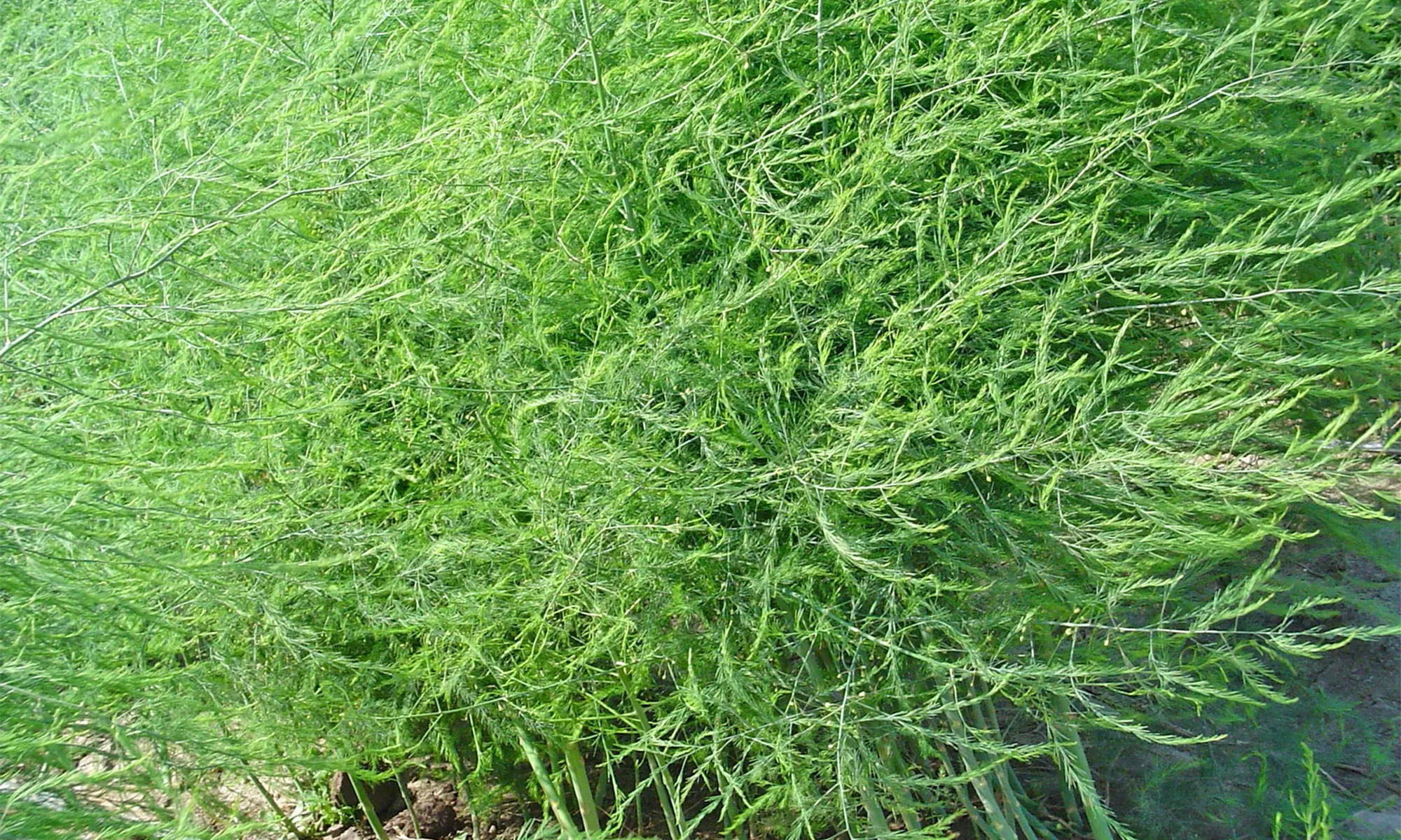 Rendimiento de espárrago (Asparagus officinalis L.) bajo tres niveles de potasio aplicados en un suelo salino de la costa peruana