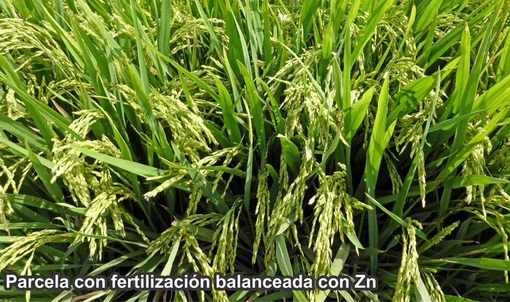 Fertilización Balanceada con Zinc en la Producción y Calidad de Granos de Arroz (Oryza sativa L.)