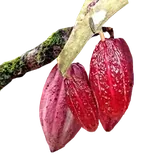 Cacao