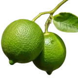 Limón