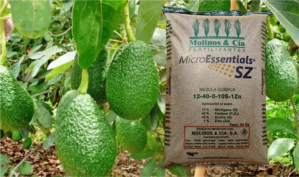 Efecto del MICROESSENTIALS SZ en el crecimiento y desarrollo del Palto en Perú