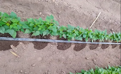 Fertilizantes para Fertirriego, la importancia de su calidad